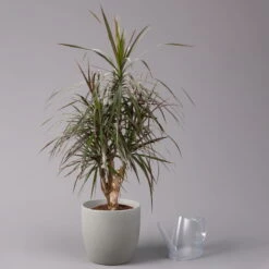 Gerandeter Drachenbaum 'Magenta', Verzweigt, Topf-Ø 24 Cm, Höhe Ca. 100 Cm -Madison Verkäufe 0221400014 Dracaena marg Magenta verzw KB 24cm 3