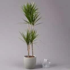 Gerandeter Drachenbaum 'Magenta', Topf-Ø 24 Cm, Höhe Ca. 150 Cm -Madison Verkäufe 0221400037 Dracaena marginata Tuff 24cm 3