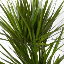 Gerandeter Drachenbaum 'Magenta', Topf-Ø 24 Cm, Höhe Ca. 150 Cm -Madison Verkäufe 0221400037 Dracaena marginata Tuff 24cm 4