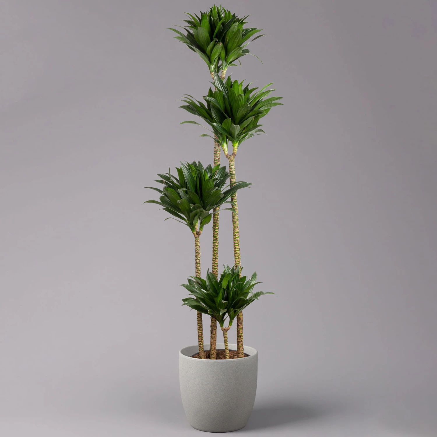 Duftender Drachenbaum 'Compacta', Topf-Ø 27 Cm, Höhe Ca. 160 Cm 3 Duftender Drachenbaum 'Compacta', Topf-Ø 27 Cm, Höhe Ca. 160 Cm