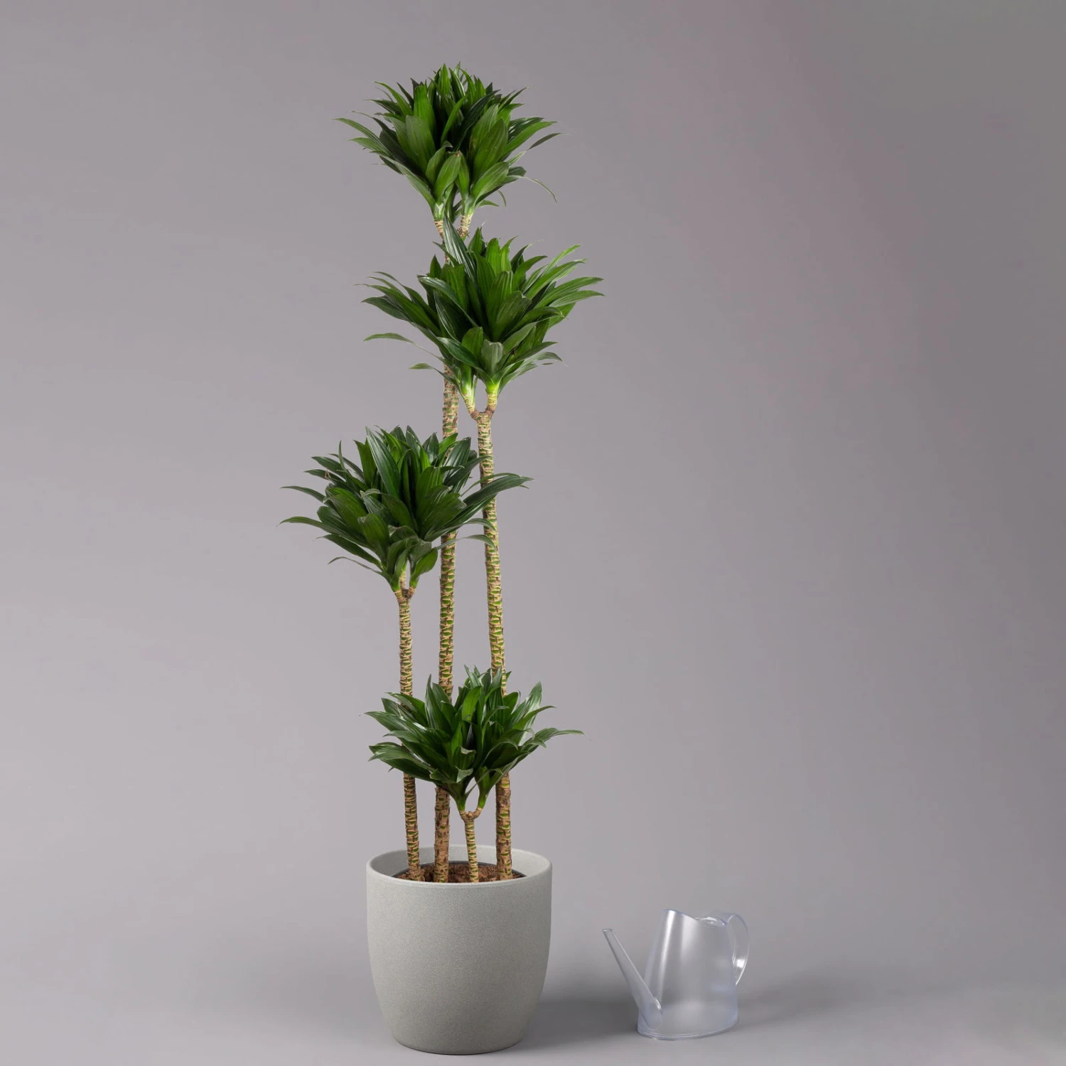 Duftender Drachenbaum 'Compacta', Topf-Ø 27 Cm, Höhe Ca. 160 Cm 5 Duftender Drachenbaum 'Compacta', Topf-Ø 27 Cm, Höhe Ca. 160 Cm – Bild 3