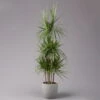 Gerandeter Drachenbaum, Topf-Ø 32 Cm, Höhe Ca. 150 Cm -Madison Verkäufe 0221500026 Dracaena marginata 90 Carousell 31cm 1