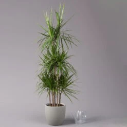 Gerandeter Drachenbaum, Topf-Ø 32 Cm, Höhe Ca. 150 Cm -Madison Verkäufe 0221500026 Dracaena marginata 90 Carousell 31cm 3
