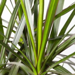 Gerandeter Drachenbaum, Topf-Ø 32 Cm, Höhe Ca. 150 Cm -Madison Verkäufe 0221500026 Dracaena marginata 90 Carousell 31cm 4