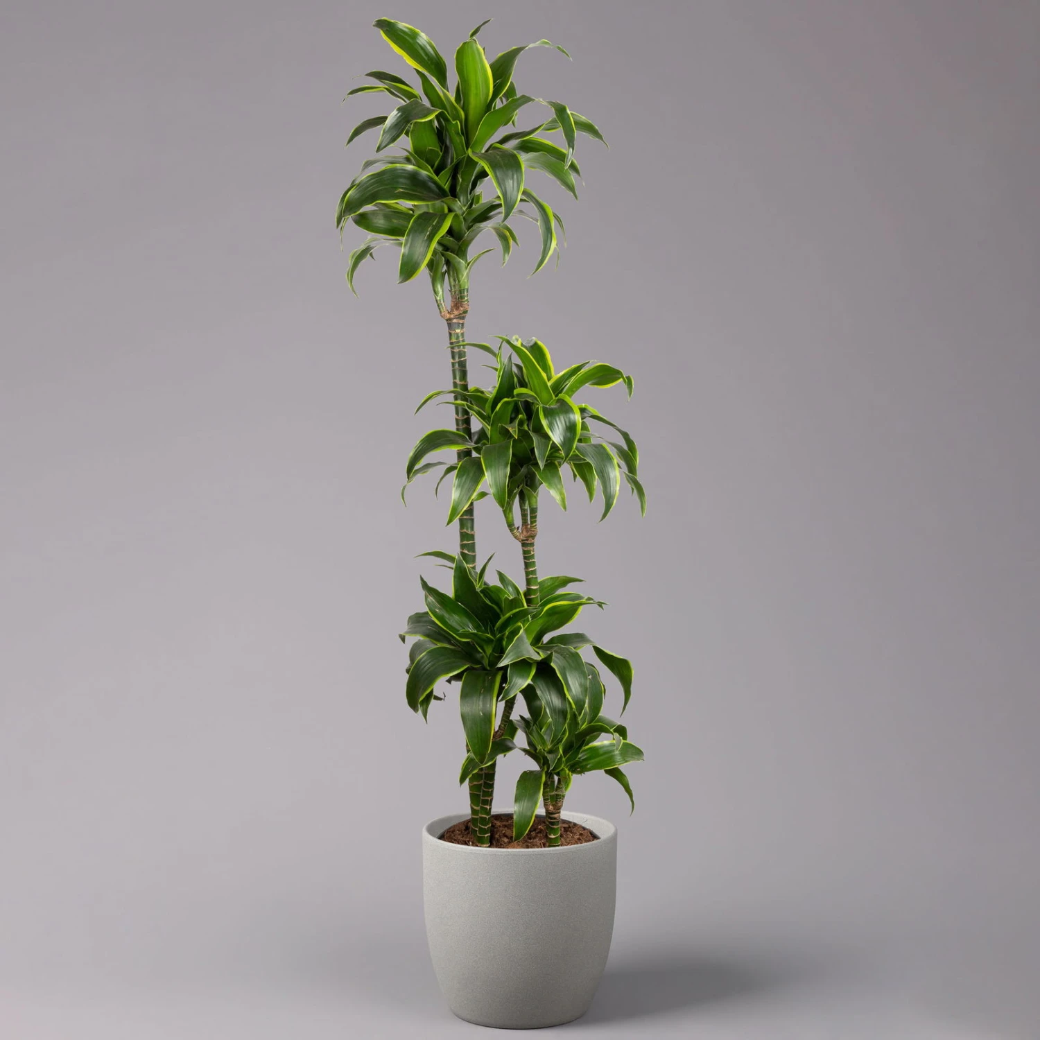 Duftender Drachenbaum 'Dorado', Topf-Ø 27 Cm, Höhe Ca. 160 Cm 3 Duftender Drachenbaum 'Dorado', Topf-Ø 27 Cm, Höhe Ca. 160 Cm