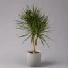 Gerandeter Drachenbaum, Verzweigt, Topf-Ø 27 Cm, Höhe Ca. 130 Cm -Madison Verkäufe 0221500038 Dracaena marginata verzweigt 27cm 1