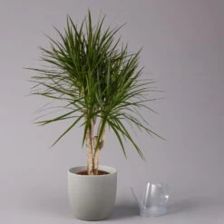 Gerandeter Drachenbaum, Verzweigt, Topf-Ø 27 Cm, Höhe Ca. 130 Cm -Madison Verkäufe 0221500038 Dracaena marginata verzweigt 27cm 3