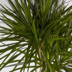 Gerandeter Drachenbaum, Verzweigt, Topf-Ø 27 Cm, Höhe Ca. 130 Cm -Madison Verkäufe 0221500038 Dracaena marginata verzweigt 27cm 4