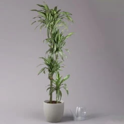 Duftender Drachenbaum 'Ulises', Topf-Ø 27 Cm, Höhe Ca. 170 Cm -Madison Verkäufe 0221500053 Dracaena fragr Ulises 4er Tuff 27cm 3