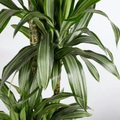 Duftender Drachenbaum 'Ulises', Topf-Ø 27 Cm, Höhe Ca. 170 Cm -Madison Verkäufe 0221500053 Dracaena fragr Ulises 4er Tuff 27cm 4