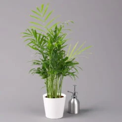 Bergpalme Mit Keramiktopf Dallas Weiß, Topf-Ø 12 Cm, Höhe Ca. 30 Cm -Madison Verkäufe 0222100028 Chamaedorea elegans Dallas weiss 32