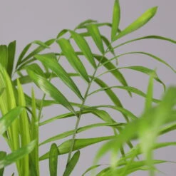 Bergpalme Mit Keramiktopf Dallas Weiß, Topf-Ø 12 Cm, Höhe Ca. 30 Cm -Madison Verkäufe 0222100028 Chamaedorea elegans Dallas weiss 42