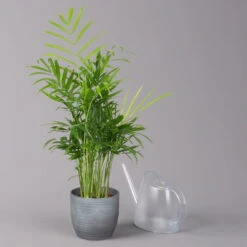 Bergpalme Mit Keramiktopf Bergamo Grau, Topf-Ø 12 Cm, Höhe Ca. 40 Cm -Madison Verkäufe 0222100039 Chamaedorea eleg in Uebertopf Bergamo grau 3