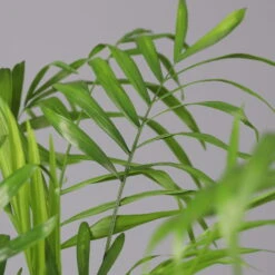 Bergpalme Mit Übertopf Vibes Blau, Topf-Ø 12 Cm, Höhe Ca. 30 Cm, 2er-Set 11 Bergpalme Mit Übertopf Vibes Blau, Topf-Ø 12 Cm, Höhe Ca. 30 Cm, 2er-Set -Madison Verkäufe 0222100053 0222100054 0222100055 Chamaedorea elegans 124824