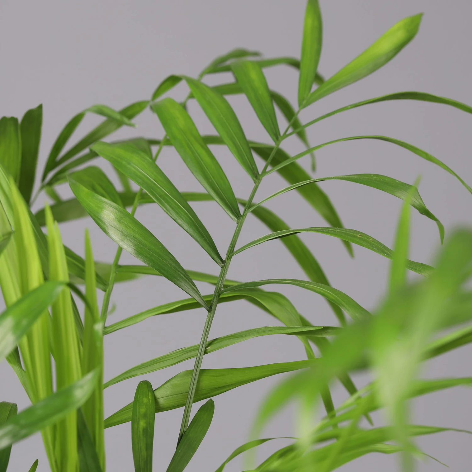 Bergpalme Mit Übertopf Vibes Blau, Topf-Ø 12 Cm, Höhe Ca. 30 Cm, 2er-Set 6 Bergpalme Mit Übertopf Vibes Blau, Topf-Ø 12 Cm, Höhe Ca. 30 Cm, 2er-Set – Bild 4