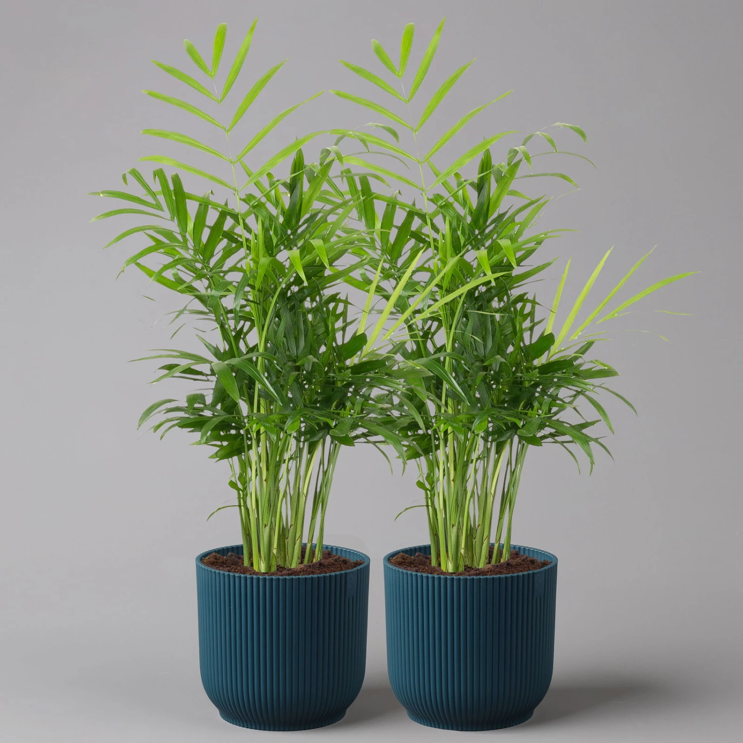 Bergpalme Mit Übertopf Vibes Blau, Topf-Ø 12 Cm, Höhe Ca. 30 Cm, 2er-Set 3 Bergpalme Mit Übertopf Vibes Blau, Topf-Ø 12 Cm, Höhe Ca. 30 Cm, 2er-Set
