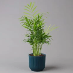 Bergpalme Mit Übertopf Vibes Blau, Topf-Ø 12 Cm, Höhe Ca. 30 Cm, 2er-Set 10 Bergpalme Mit Übertopf Vibes Blau, Topf-Ø 12 Cm, Höhe Ca. 30 Cm, 2er-Set -Madison Verkäufe 0222100054 Chamaedorea elegans in uebertopf blau 2er Set 12cmT H40cm Elho Vibes 124828