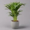Goldfruchtpalme, Topf-Ø 17 Cm, Höhe Ca. 60 Cm -Madison Verkäufe 0222200003 Dypsis lutescens Areca 1.JPG