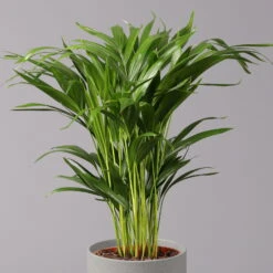 Goldfruchtpalme, Topf-Ø 17 Cm, Höhe Ca. 60 Cm -Madison Verkäufe 0222200003 Dypsis lutescens Areca 2