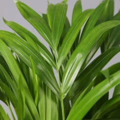 Goldfruchtpalme, Topf-Ø 17 Cm, Höhe Ca. 60 Cm -Madison Verkäufe 0222200003 Dypsis lutescens Areca 4