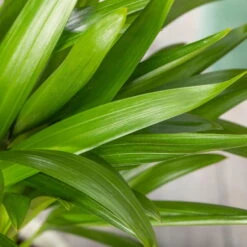 Luftreinigender Mix Für Sonnig/halbschattige Standorte, Topf 12 Cm Ø -Madison Verkäufe 0222200022 Dypsis lutescens Areca 13cm T H55cm 1