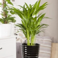 Luftreinigender Mix Für Sonnig/halbschattige Standorte, Topf 12 Cm Ø -Madison Verkäufe 0222200022 Dypsis lutescens Areca 13cm T H55cm 2