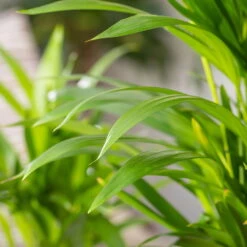 Luftreinigender Mix Für Sonnig/halbschattige Standorte, Topf 12 Cm Ø -Madison Verkäufe 0222200022 Dypsis lutescens Areca 13cm T H55cm 4