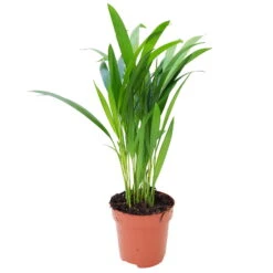 Luftreinigender Mix Für Sonnig/halbschattige Standorte, Topf 12 Cm Ø -Madison Verkäufe 0222200022 Dypsis lutescens Areca 13cm T H55cm 9