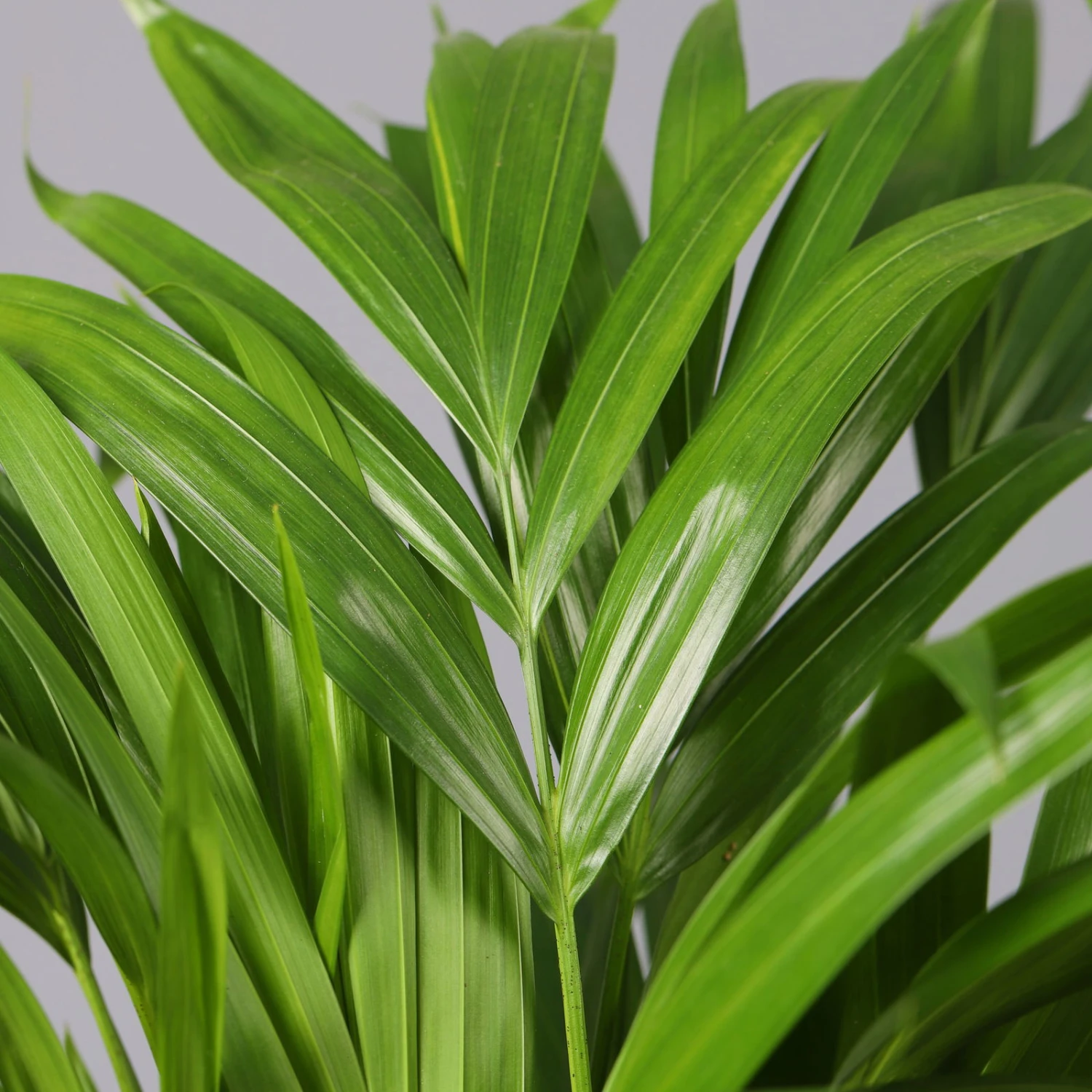 Goldfruchtpalme In Keramiktopf Weiß, Topf-Ø 13 Cm, Höhe Ca. 20-30 Cm, 3er-Set 4 Goldfruchtpalme In Keramiktopf Weiß, Topf-Ø 13 Cm, Höhe Ca. 20-30 Cm, 3er-Set – Bild 2