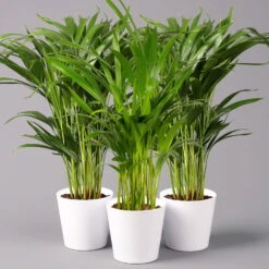 Goldfruchtpalme In Keramiktopf Weiß, Topf-Ø 13 Cm, Höhe Ca. 20-30 Cm, 3er-Set 13 Goldfruchtpalme In Keramiktopf Weiß, Topf-Ø 13 Cm, Höhe Ca. 20-30 Cm, 3er-Set -Madison Verkäufe 0222200028 Dypsis lutescens Dalls weiss 3er Set2