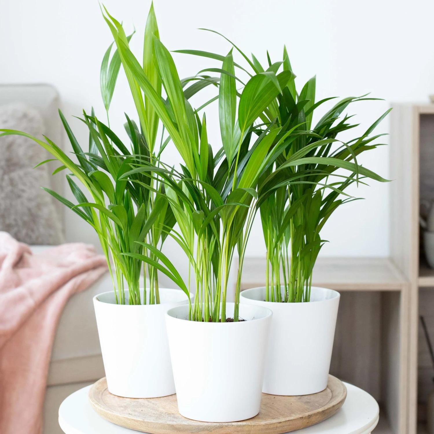 Goldfruchtpalme In Keramiktopf Weiß, Topf-Ø 13 Cm, Höhe Ca. 20-30 Cm, 3er-Set 3 Goldfruchtpalme In Keramiktopf Weiß, Topf-Ø 13 Cm, Höhe Ca. 20-30 Cm, 3er-Set