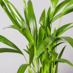 Goldfruchtpalme, Topf-Ø 13 Cm, Höhe Ca. 20-30 Cm, 3er-Set -Madison Verkäufe 0222200036 Dypsis lutescens Areca T13 3er Set 13cmT H55cm2