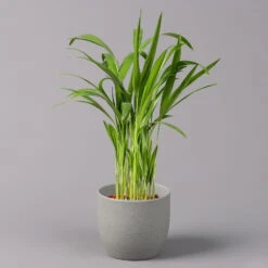 Goldfruchtpalme, Topf-Ø 13 Cm, Höhe Ca. 20-30 Cm, 3er-Set -Madison Verkäufe 0222200036 Dypsis lutescens Areca T13 3er Set 2