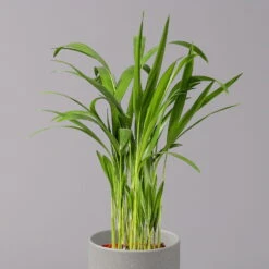 Goldfruchtpalme, Topf-Ø 13 Cm, Höhe Ca. 20-30 Cm, 3er-Set -Madison Verkäufe 0222200036 Dypsis lutescens Areca T13 3er Set 3