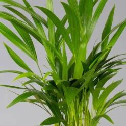 Goldfruchtpalme In Übertopf Vibes Rosa, Topf-Ø 13 Cm, Höhe Ca. 20-30 Cm, 2er-Set -Madison Verkäufe 0222200053 0222200054 0222200055 0222200056 Dypsis lutescens 124873