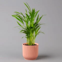 Goldfruchtpalme In Übertopf Vibes Rosa, Topf-Ø 13 Cm, Höhe Ca. 20-30 Cm, 2er-Set -Madison Verkäufe 0222200055 Dypsis lutescens in uebertopf rosa 2er Set Elho Vibes 124878