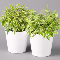 Birkenfeige 'Kinky' In Keramiktopf Weiß, Topf-Ø 12 Cm, Höhe Ca. 25 Cm, 2er-Set