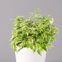 Birkenfeige 'Kinky' In Keramiktopf Weiß, Topf-Ø 12 Cm, Höhe Ca. 25 Cm, 2er-Set 12 Birkenfeige 'Kinky' In Keramiktopf Weiß, Topf-Ø 12 Cm, Höhe Ca. 25 Cm, 2er-Set -Madison Verkäufe 0223100069 Ficus benj Kinky Dallas weiss 2 108739