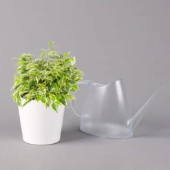 Birkenfeige 'Kinky' In Keramiktopf Weiß, Topf-Ø 12 Cm, Höhe Ca. 25 Cm, 2er-Set 13 Birkenfeige 'Kinky' In Keramiktopf Weiß, Topf-Ø 12 Cm, Höhe Ca. 25 Cm, 2er-Set -Madison Verkäufe 0223100069 Ficus benj Kinky Dallas weiss 3 108740