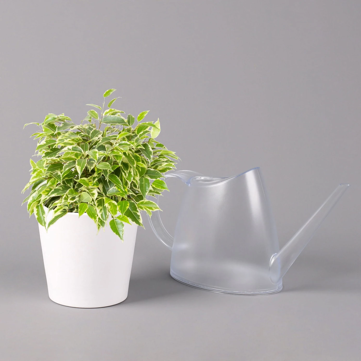 Birkenfeige 'Kinky' In Keramiktopf Weiß, Topf-Ø 12 Cm, Höhe Ca. 25 Cm, 2er-Set 6 Birkenfeige 'Kinky' In Keramiktopf Weiß, Topf-Ø 12 Cm, Höhe Ca. 25 Cm, 2er-Set – Bild 4