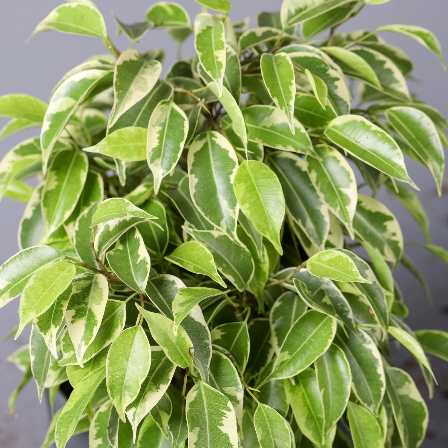 Birkenfeige 'Kinky' In Keramiktopf Weiß, Topf-Ø 12 Cm, Höhe Ca. 25 Cm, 2er-Set 7 Birkenfeige 'Kinky' In Keramiktopf Weiß, Topf-Ø 12 Cm, Höhe Ca. 25 Cm, 2er-Set – Bild 5