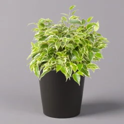 Birkenfeige 'Kinky' In Keramiktopf Anthrazit, Topf-Ø 12cm, H: Ca. 25 Cm, 3er-Set -Madison Verkäufe 0223100071 Ficus benj Kinky Dallas anthrazit 1