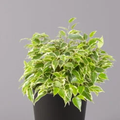 Birkenfeige 'Kinky' In Keramiktopf Anthrazit, Topf-Ø 12cm, H: Ca. 25 Cm, 3er-Set -Madison Verkäufe 0223100071 Ficus benj Kinky Dallas anthrazit 2