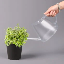 Birkenfeige 'Kinky' In Keramiktopf Dallas Anthrazit, Topf-Ø 12 Cm 11 Birkenfeige 'Kinky' In Keramiktopf Dallas Anthrazit, Topf-Ø 12 Cm -Madison Verkäufe 0223100071 Ficus benj Kinky Dallas anthrazit 32