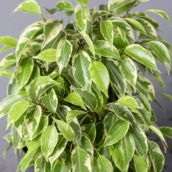 Birkenfeige 'Kinky' In Keramiktopf Dallas Anthrazit, Topf-Ø 12 Cm 12 Birkenfeige 'Kinky' In Keramiktopf Dallas Anthrazit, Topf-Ø 12 Cm -Madison Verkäufe 0223100071 Ficus benj Kinky Dallas anthrazit 42