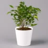 Birkenfeige 'Natasja' Inkl. Übertopf Dallas Weiß, Topf 12cmØ, Höhe Ca. 25cm 1 Birkenfeige 'Natasja' Inkl. Übertopf Dallas Weiß, Topf 12cmØ, Höhe Ca. 25cm -Madison Verkäufe 0223100077 Ficus benj Natasja im Topf Dallas weiss 1