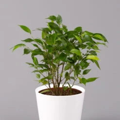 Birkenfeige 'Natasja' Inkl. Übertopf Dallas Weiß, Topf 12cmØ, Höhe Ca. 25cm -Madison Verkäufe 0223100077 Ficus benj Natasja im Topf Dallas weiss 2