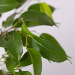 Birkenfeige 'Natasja' Inkl. Übertopf Dallas Weiß, Topf 12cmØ, Höhe Ca. 25cm -Madison Verkäufe 0223100077 Ficus benj Natasja im Topf Dallas weiss 4