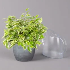 Birkenfeige 'Kinky' In Keramiktopf Bergamo Grau, Topf-Ø 12 Cm, Höhe Ca. 26 Cm -Madison Verkäufe 0223100092 Ficus benj Kinky in Uebertopf Bergamo grau 3