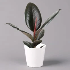 Gummibaum 'Robusta' In Topf Dallas, Weiß Topf-Ø 12cm, Höhe Ca. 40-45 Cm, 3er-Set -Madison Verkäufe 0223200063 Ficus el Robusta Dallas weiss 3er Set 12